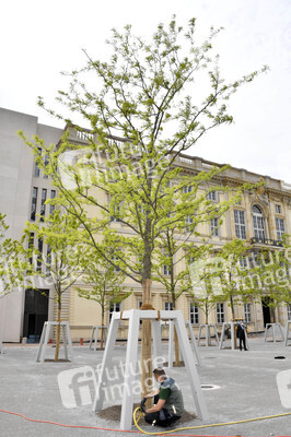 Baumspende für das Umfeld des Humboldt Forums in Berlin
