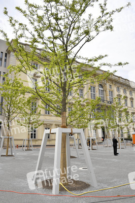 Baumspende für das Umfeld des Humboldt Forums in Berlin