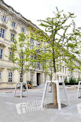 Baumspende für das Umfeld des Humboldt Forums in Berlin
