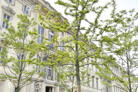 Baumspende für das Umfeld des Humboldt Forums in Berlin