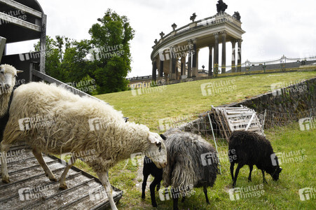 Ankunft der Schafe für die Beweidung von Wiesenflächen im Park Sanssouci in Potsdam