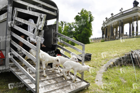 Ankunft der Schafe für die Beweidung von Wiesenflächen im Park Sanssouci in Potsdam