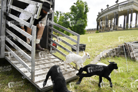 Ankunft der Schafe für die Beweidung von Wiesenflächen im Park Sanssouci in Potsdam