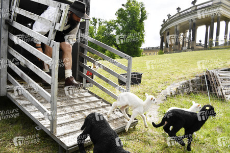 Ankunft der Schafe für die Beweidung von Wiesenflächen im Park Sanssouci in Potsdam