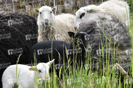 Ankunft der Schafe für die Beweidung von Wiesenflächen im Park Sanssouci in Potsdam