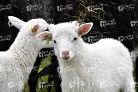 Ankunft der Schafe für die Beweidung von Wiesenflächen im Park Sanssouci in Potsdam