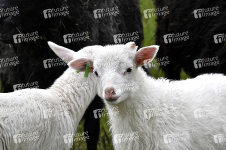 Ankunft der Schafe für die Beweidung von Wiesenflächen im Park Sanssouci in Potsdam