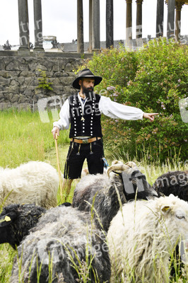 Ankunft der Schafe für die Beweidung von Wiesenflächen im Park Sanssouci in Potsdam