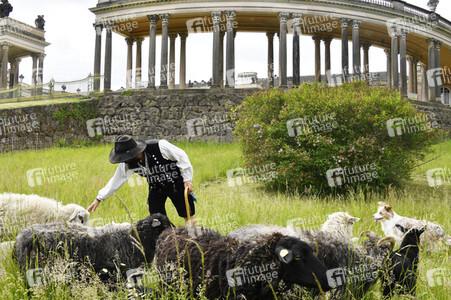 Ankunft der Schafe für die Beweidung von Wiesenflächen im Park Sanssouci in Potsdam