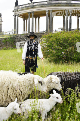 Ankunft der Schafe für die Beweidung von Wiesenflächen im Park Sanssouci in Potsdam