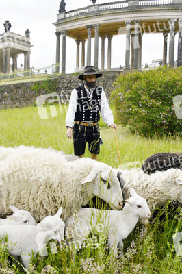 Ankunft der Schafe für die Beweidung von Wiesenflächen im Park Sanssouci in Potsdam