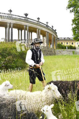 Ankunft der Schafe für die Beweidung von Wiesenflächen im Park Sanssouci in Potsdam
