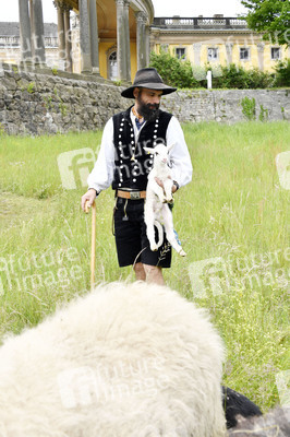 Ankunft der Schafe für die Beweidung von Wiesenflächen im Park Sanssouci in Potsdam