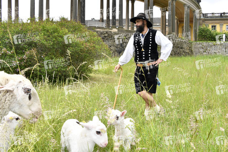 Ankunft der Schafe für die Beweidung von Wiesenflächen im Park Sanssouci in Potsdam