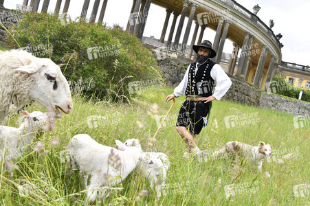 Ankunft der Schafe für die Beweidung von Wiesenflächen im Park Sanssouci in Potsdam