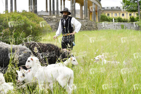 Ankunft der Schafe für die Beweidung von Wiesenflächen im Park Sanssouci in Potsdam