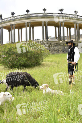 Ankunft der Schafe für die Beweidung von Wiesenflächen im Park Sanssouci in Potsdam