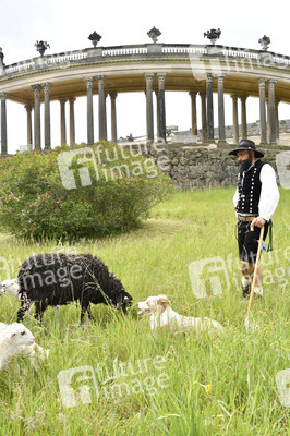 Ankunft der Schafe für die Beweidung von Wiesenflächen im Park Sanssouci in Potsdam
