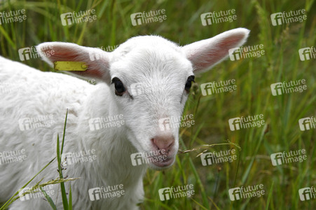 Ankunft der Schafe für die Beweidung von Wiesenflächen im Park Sanssouci in Potsdam