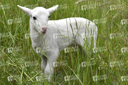 Ankunft der Schafe für die Beweidung von Wiesenflächen im Park Sanssouci in Potsdam