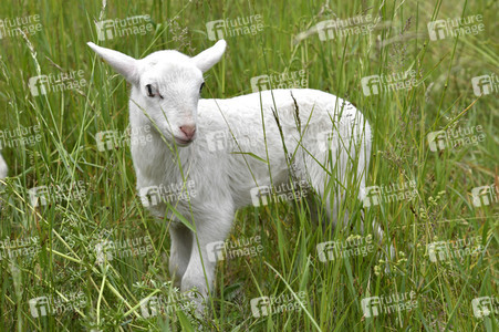 Ankunft der Schafe für die Beweidung von Wiesenflächen im Park Sanssouci in Potsdam