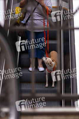 Symbolfoto Stadthund