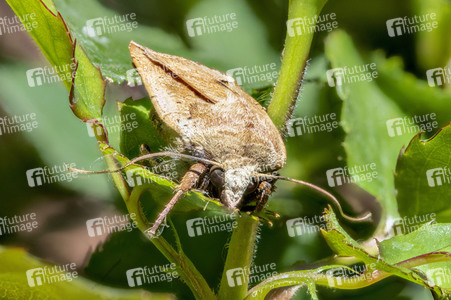 Makroaufnahmen von Insekten