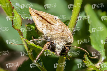 Makroaufnahmen von Insekten