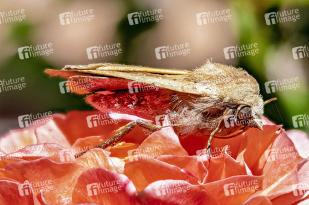 Makroaufnahmen von Insekten