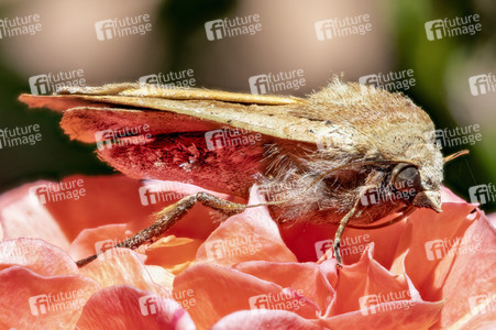 Makroaufnahmen von Insekten