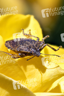 Makroaufnahmen von Insekten