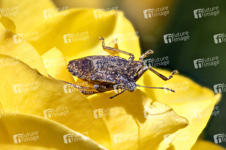 Makroaufnahmen von Insekten