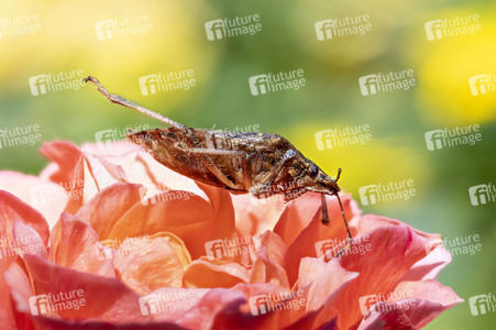 Makroaufnahmen von Insekten