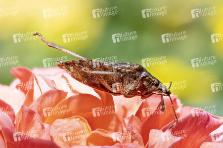 Makroaufnahmen von Insekten