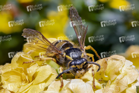 Makroaufnahmen von Insekten