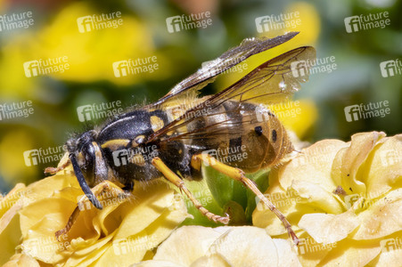 Makroaufnahmen von Insekten