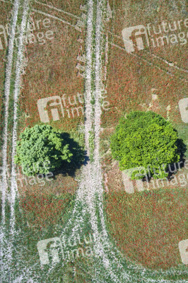 Mohnfeld am Kronsberg in Hannover