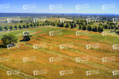 Mohnfeld am Kronsberg in Hannover