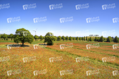 Mohnfeld am Kronsberg in Hannover