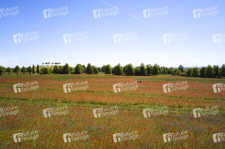 Mohnfeld am Kronsberg in Hannover