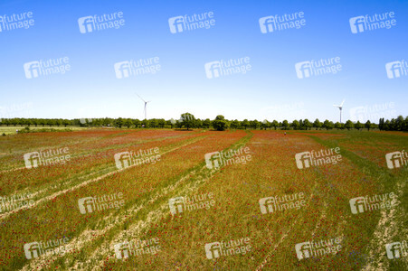 Mohnfeld am Kronsberg in Hannover