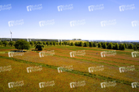 Mohnfeld am Kronsberg in Hannover