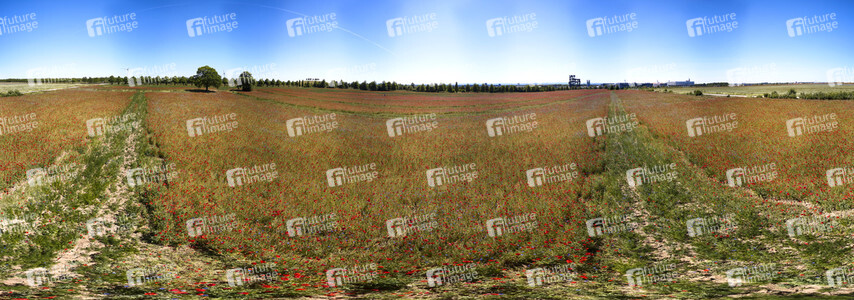 Mohnfeld am Kronsberg in Hannover