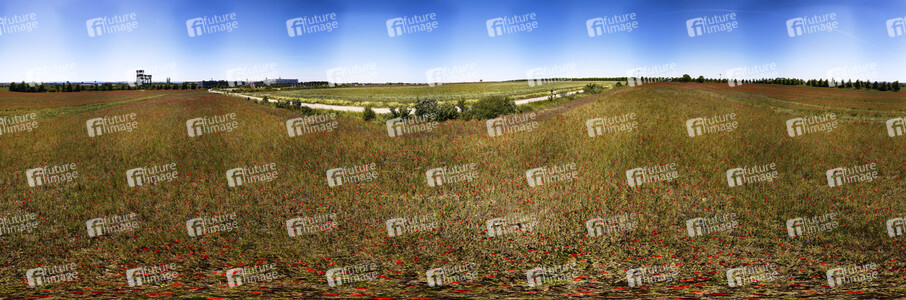 Mohnfeld am Kronsberg in Hannover