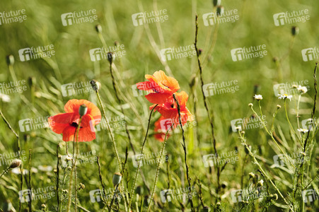 Mohnfeld bei Hannover