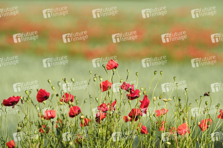 Mohnfeld bei Hannover