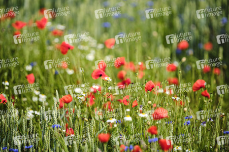 Mohnfeld bei Hannover