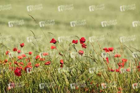 Mohnfeld bei Hannover