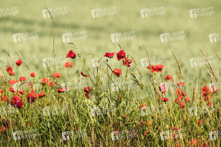 Mohnfeld bei Hannover