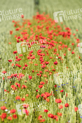 Mohnfeld bei Hannover